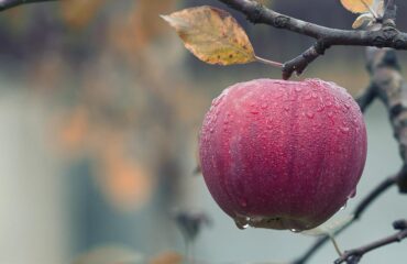 Lopez Voice Assistant, siri voice,siri apple,
