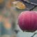 Lopez Voice Assistant, siri voice,siri apple,