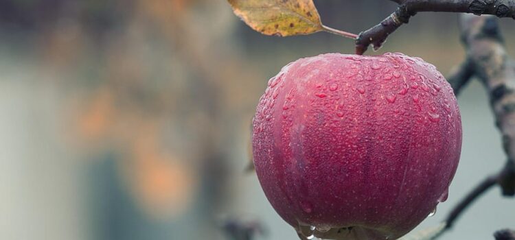 Lopez Voice Assistant, siri voice,siri apple,